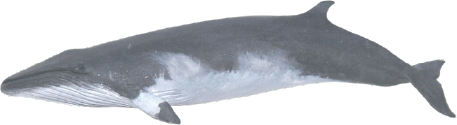 ミンククジラ