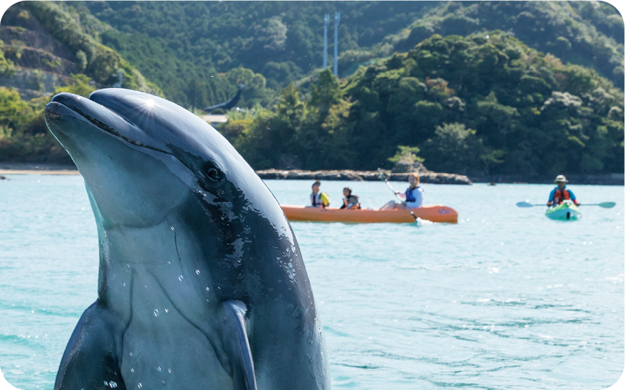 くじらの海 シーカヤック