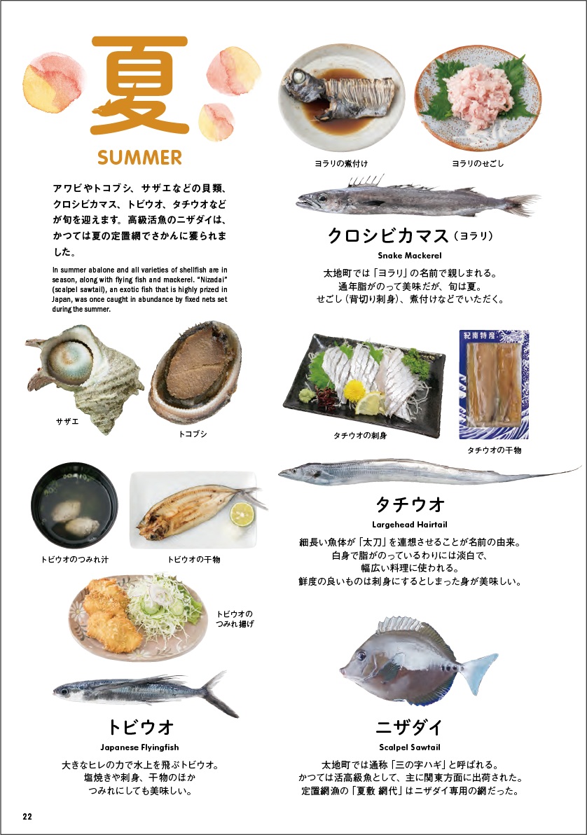 太地町でとれる主な魚 夏